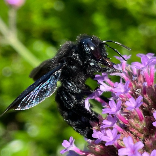 Xylocopa violacea: Animal in habitat Garden in the NatureSpots App