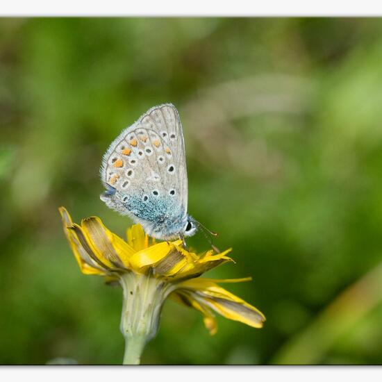 Polyommatus icarus: Animal in habitat City or Urban habitat in the NatureSpots App