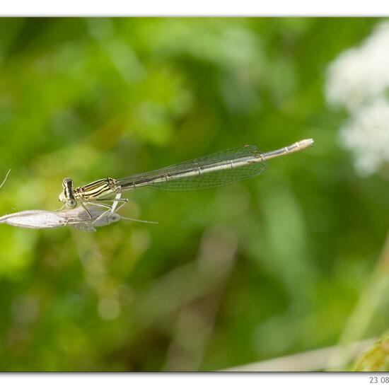 White-legged Damselfly: Animal in habitat River in the NatureSpots App