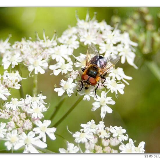 Phasia hemiptera: Animal in habitat Lake in the NatureSpots App