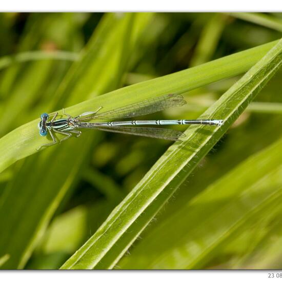 White-legged Damselfly: Animal in habitat River in the NatureSpots App