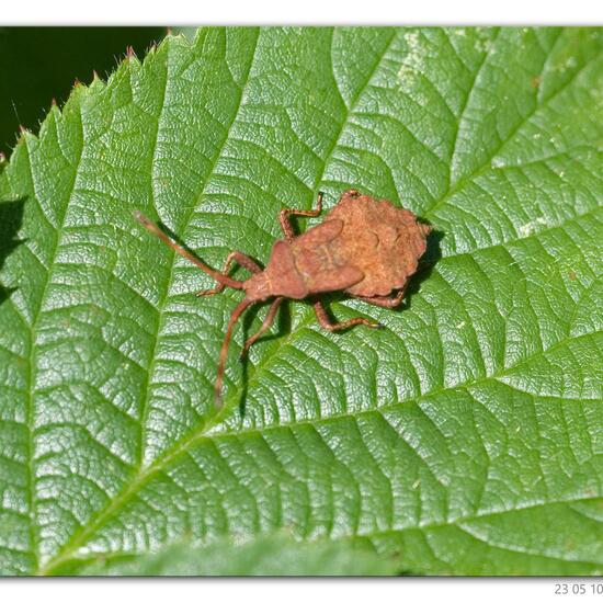 Coreus marginatus: Animal in habitat Lake in the NatureSpots App