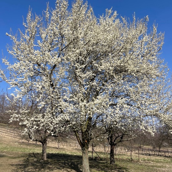 Prunus domestica subsp. insititia: Plant in habitat Agricultural habitat in the NatureSpots App