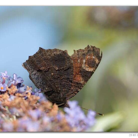 Aglais io: Animal in habitat Lake in the NatureSpots App