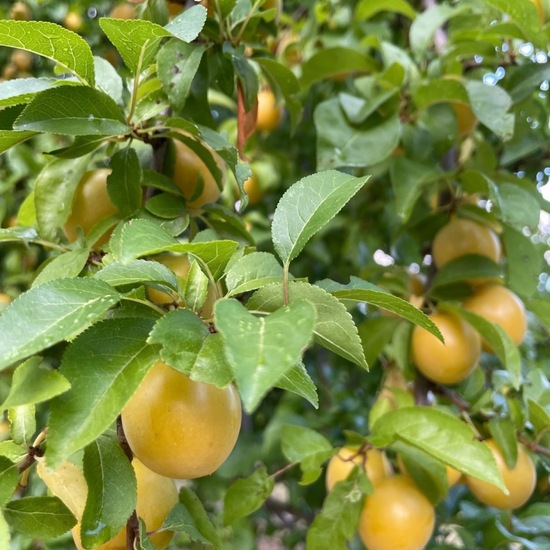 Prunus domestica subsp. insititia: Plant in habitat Agricultural habitat in the NatureSpots App