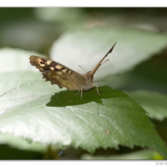 Speckled Wood: Animal in habitat Lake in the NatureSpots App