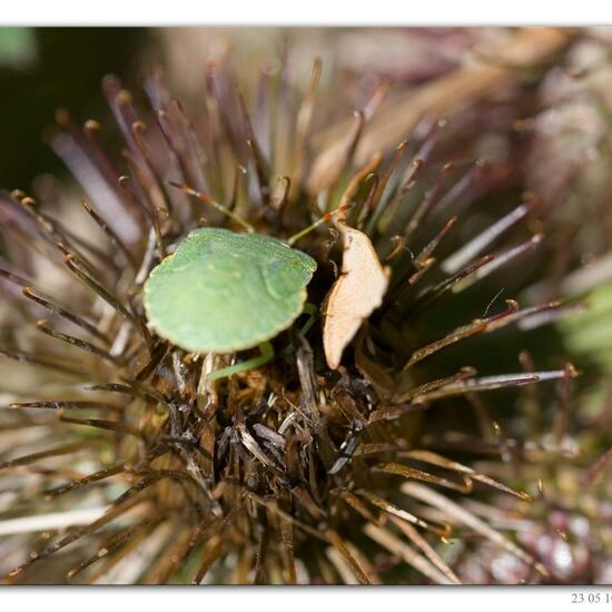 Green shield bug: Animal in habitat Lake in the NatureSpots App