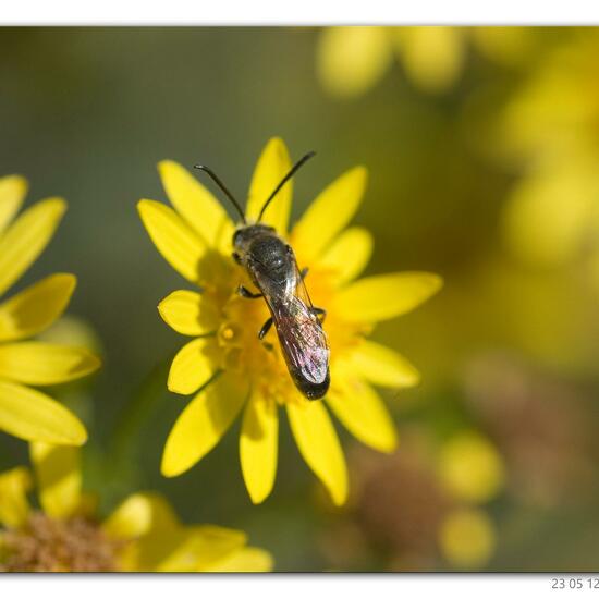 Unknown species: Animal in habitat Lake in the NatureSpots App