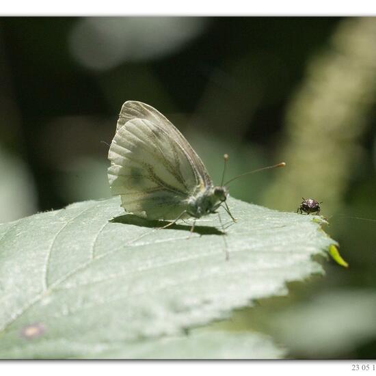 Pieris napi: Animal in habitat Lake in the NatureSpots App