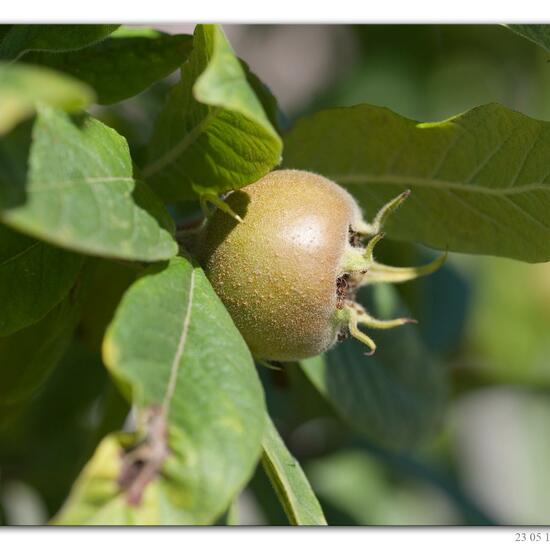 Mespilus germanica: Plant in habitat Freshwater in the NatureSpots App