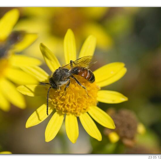 Unknown species: Animal in habitat Lake in the NatureSpots App