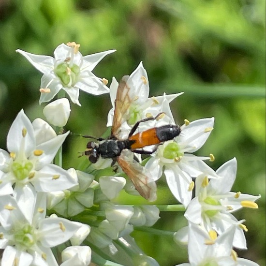 Cylindromyia brassicaria: Animal in habitat Garden in the NatureSpots App