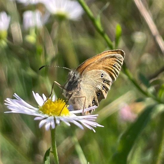 Coenonympha glycerion: Animal in habitat Shrubland in the NatureSpots App
