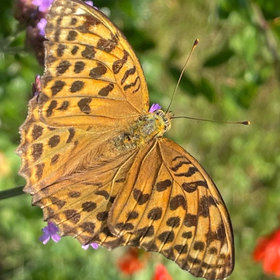 Argynnis paphia: Animal in habitat Garden in the NatureSpots App