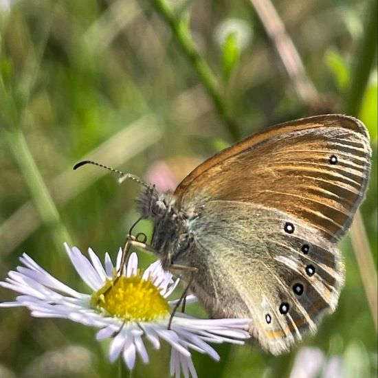 Coenonympha glycerion: Animal in habitat Shrubland in the NatureSpots App