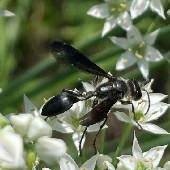 Isodontia mexicana: Animal in habitat City and Urban in the NatureSpots App