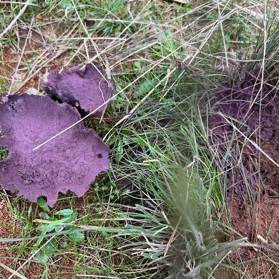 Calvatia cyathiformis: Mushroom in nature in the NatureSpots App