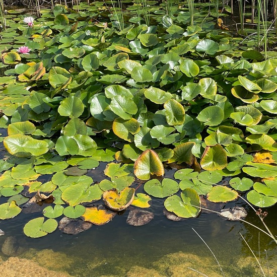 Nymphaea: Plant in habitat Freshwater habitat in the NatureSpots App