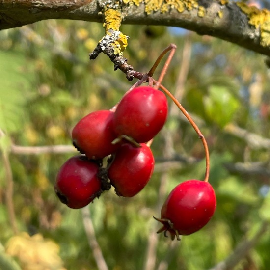 Crataegus monogyna: Plant in habitat Temperate forest in the NatureSpots App