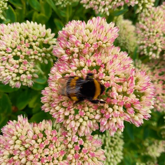 Sedum: Plant in nature in the NatureSpots App