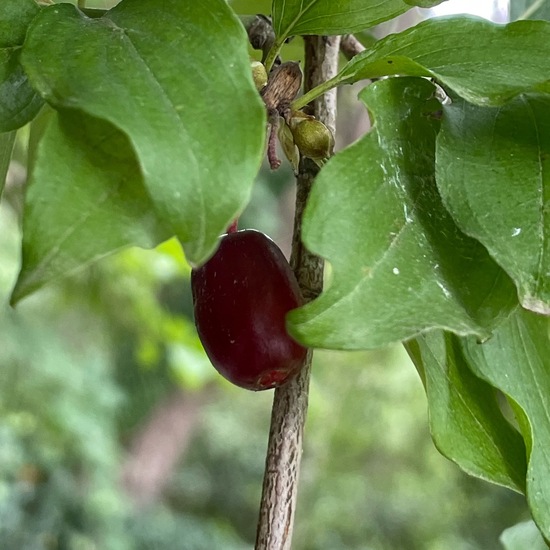 Cornus mas: Plant in habitat Park in the NatureSpots App