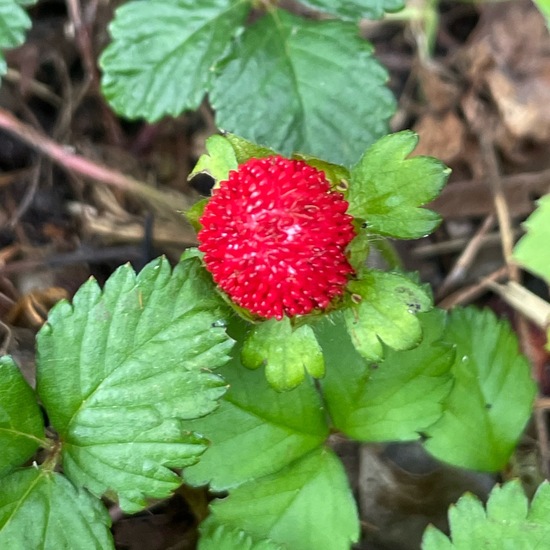 Mock strawberry: Plant in habitat Park in the NatureSpots App