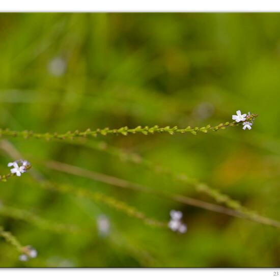 Verbena officinalis: Plant in habitat River in the NatureSpots App