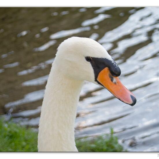 Mute swan: Animal in habitat River in the NatureSpots App