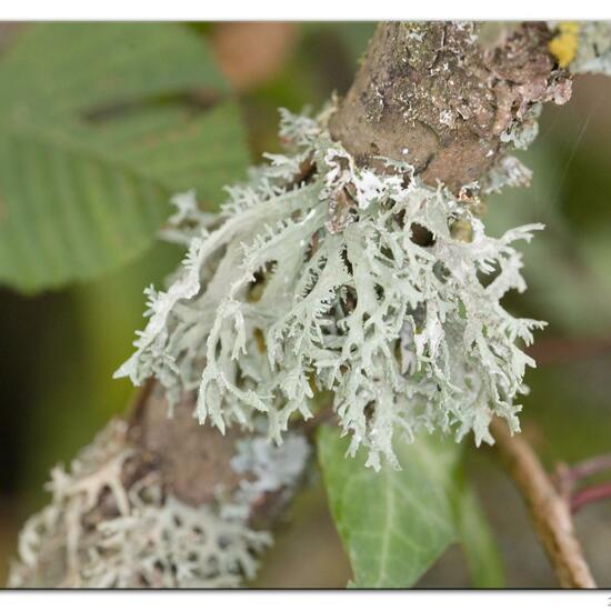 Evernia prunastri: Mushroom in habitat Road or Transportation in the NatureSpots App