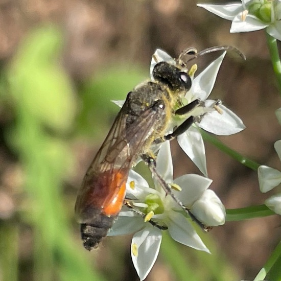 Sphex funerarius: Animal in habitat Garden in the NatureSpots App