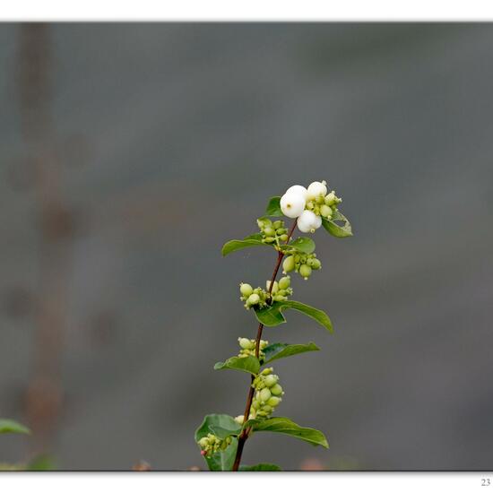 Symphoricarpos albus: Plant in habitat River in the NatureSpots App