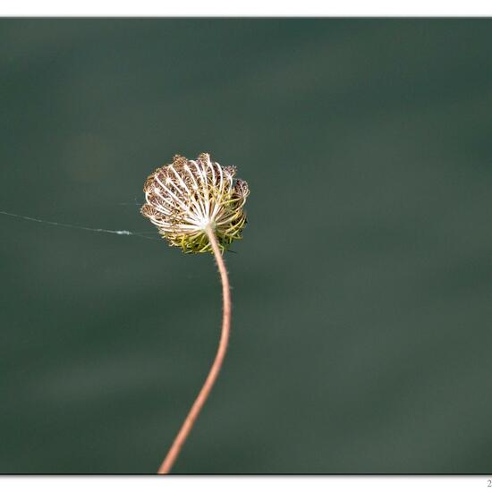 Daucus carota: Plant in habitat River in the NatureSpots App