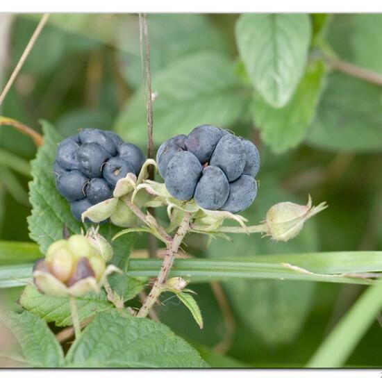 Rubus caesius: Plant in habitat Road or Transportation in the NatureSpots App