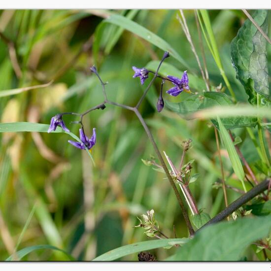 Daucus carota: Plant in habitat River in the NatureSpots App