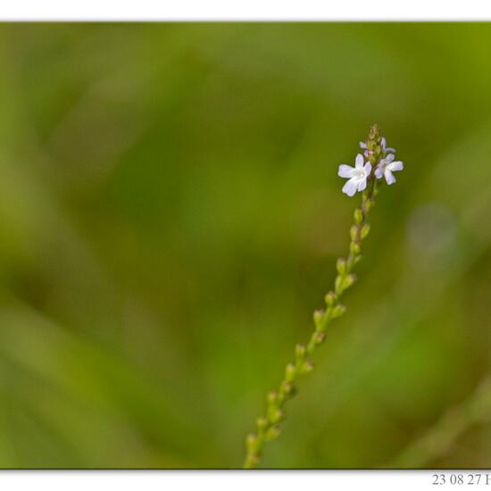 Verbena officinalis: Plant in habitat River in the NatureSpots App