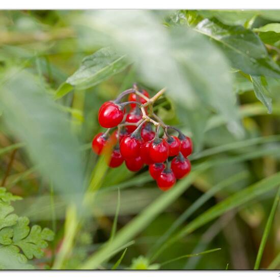 Solanum dulcamara: Plant in habitat River in the NatureSpots App