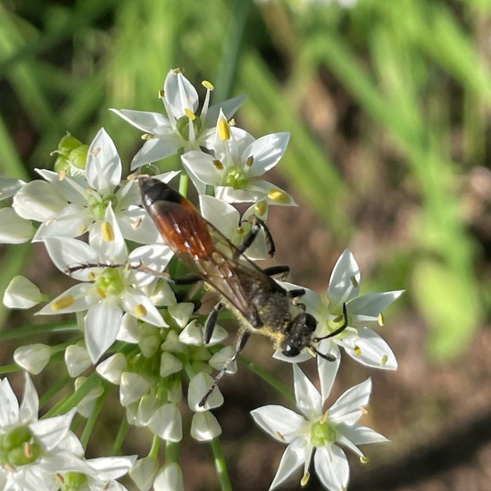 Sphex funerarius: Animal in habitat Garden in the NatureSpots App