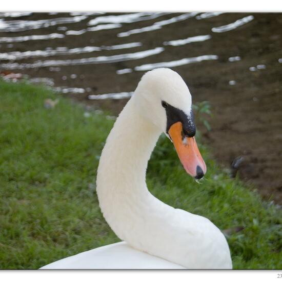 Mute swan: Animal in habitat River in the NatureSpots App