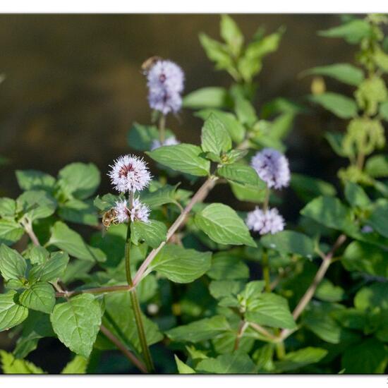 Water mint: Plant in habitat River in the NatureSpots App