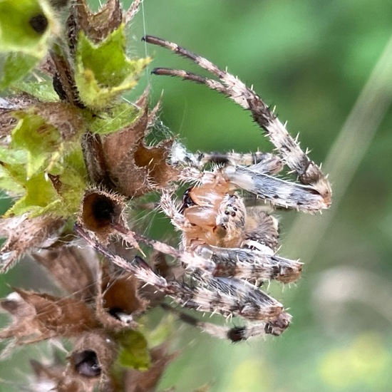 Araneus diadematus: Animal in habitat Temperate forest in the NatureSpots App