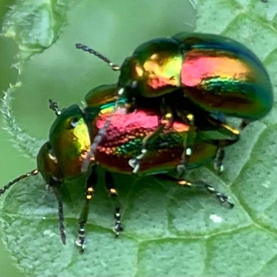 Chrysolina fastuosa: Animal in habitat Temperate forest in the NatureSpots App