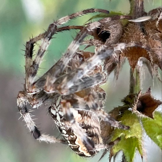 Araneus diadematus: Animal in habitat Temperate forest in the NatureSpots App