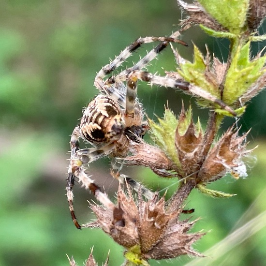 Araneus diadematus: Animal in habitat Temperate forest in the NatureSpots App