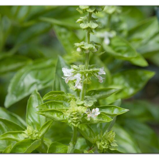 Basil: Plant in habitat Garden in the NatureSpots App