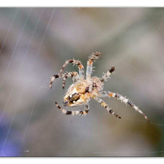 Araneus diadematus: Animal in habitat Garden in the NatureSpots App