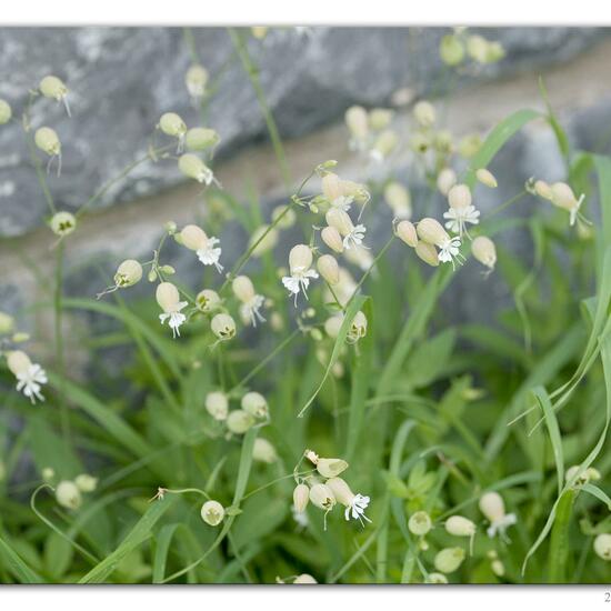 Silene vulgaris: Plant in habitat River in the NatureSpots App