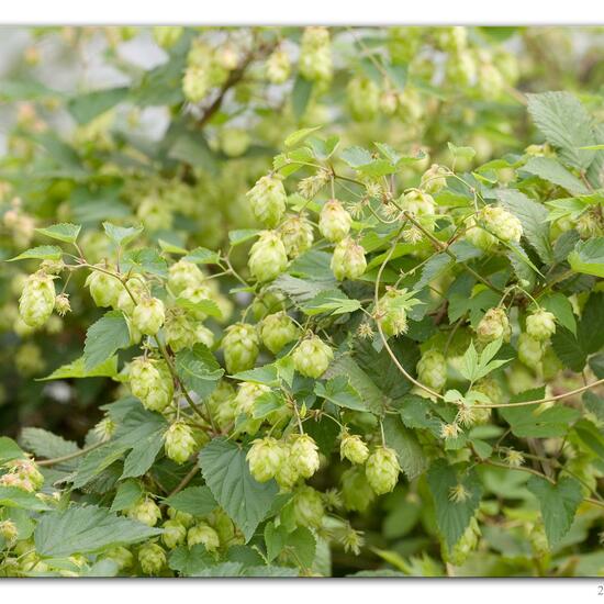 Humulus lupulus: Plant in habitat River in the NatureSpots App