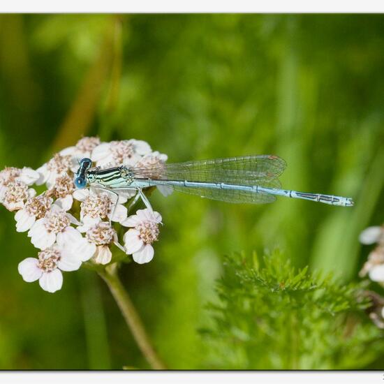 White-legged Damselfly: Animal in habitat River in the NatureSpots App