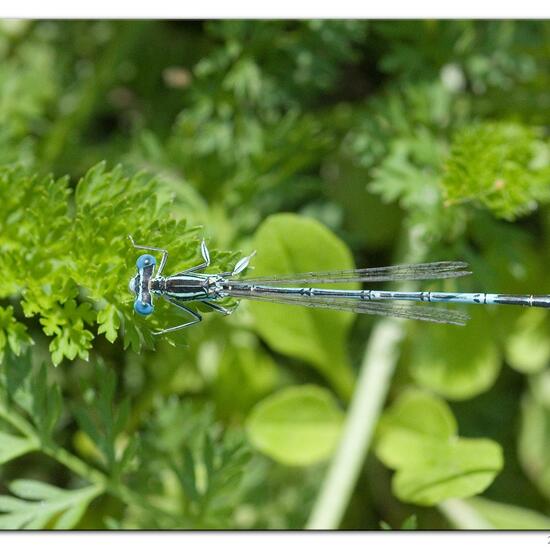 White-legged Damselfly: Animal in habitat River in the NatureSpots App