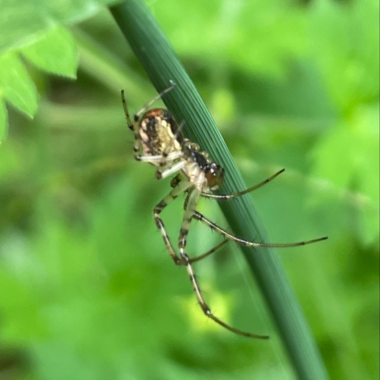 Metellina segmentata: Animal in habitat Riparian forest in the NatureSpots App